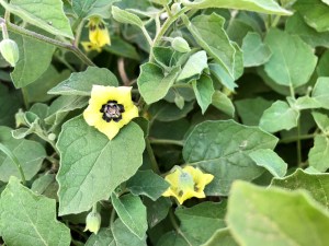 ground cherry