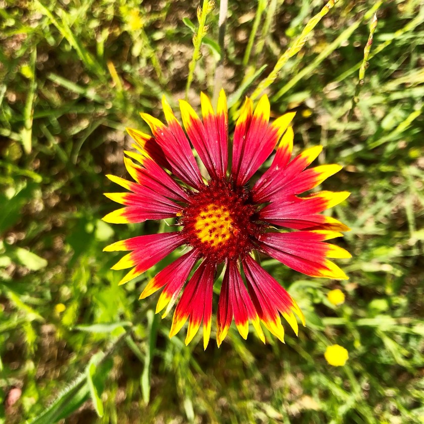 indian_blanket