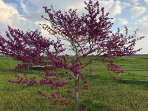 redbud
