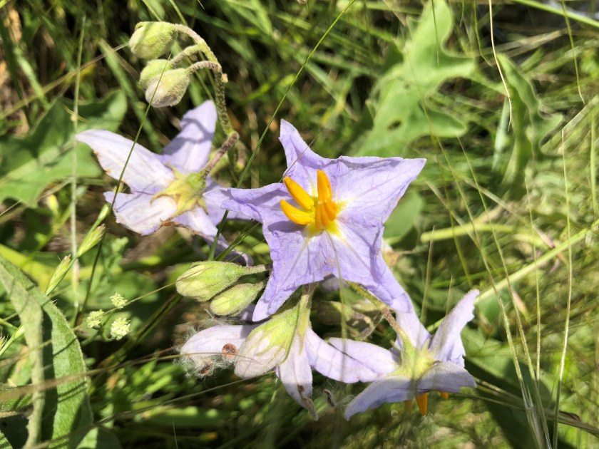 horse nettle