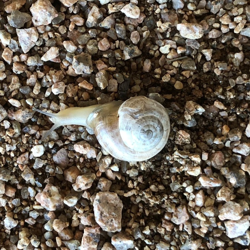 snail