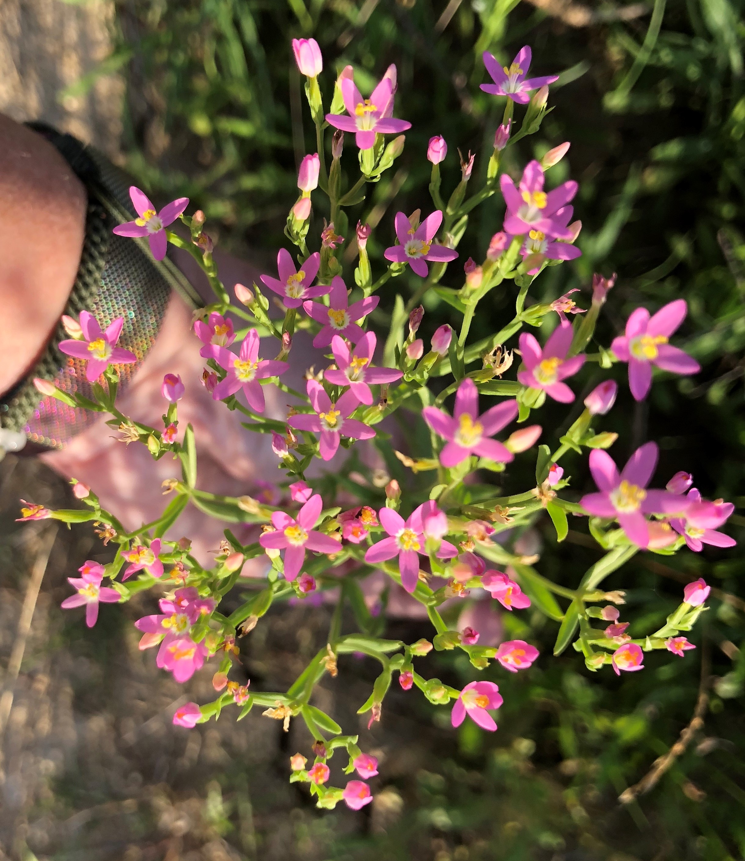 centaury