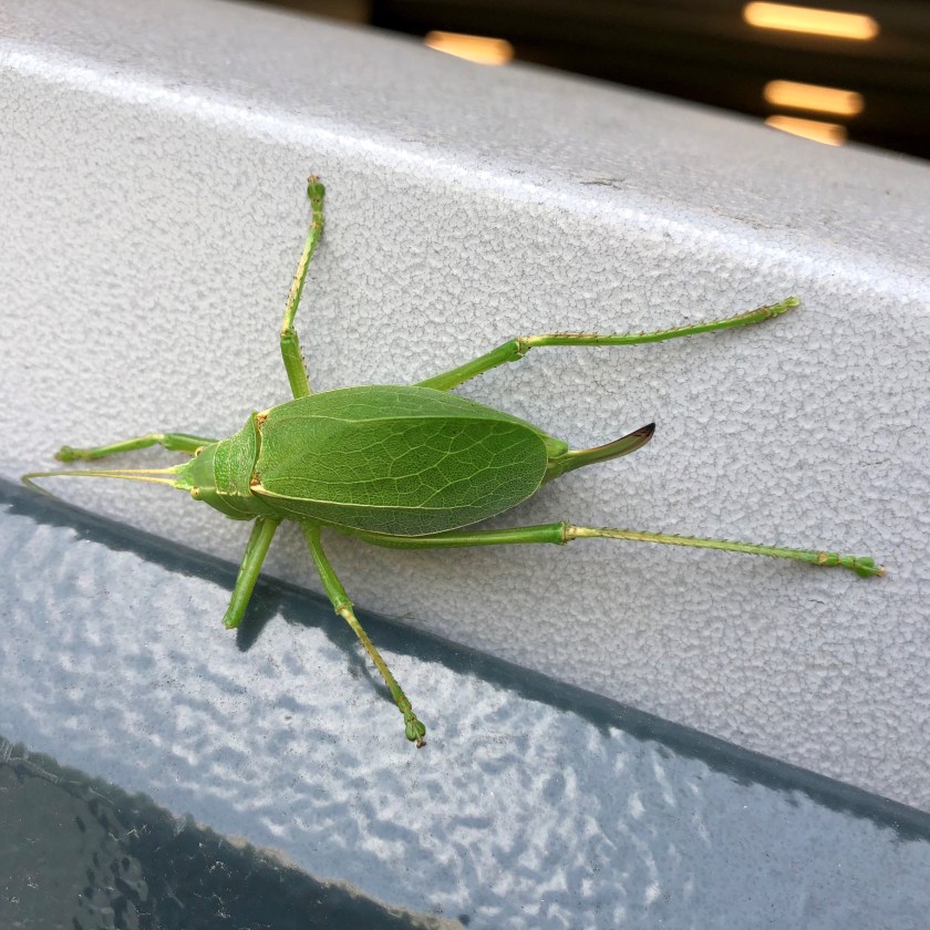 katydid
