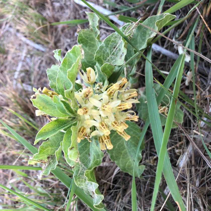 milkweed