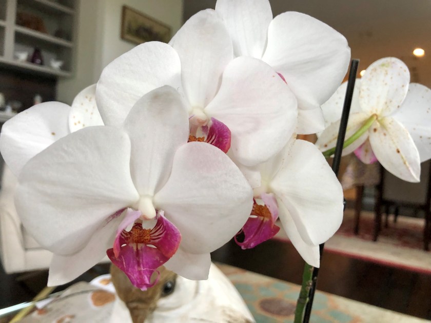 orchidwhite