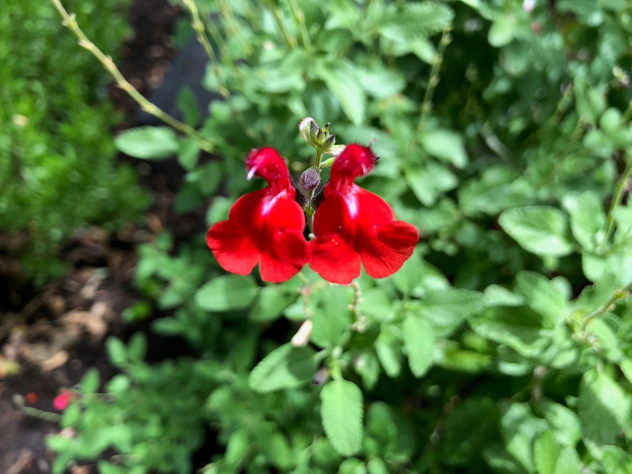 salvia_gregii