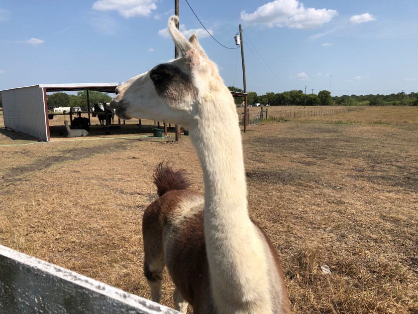 llama