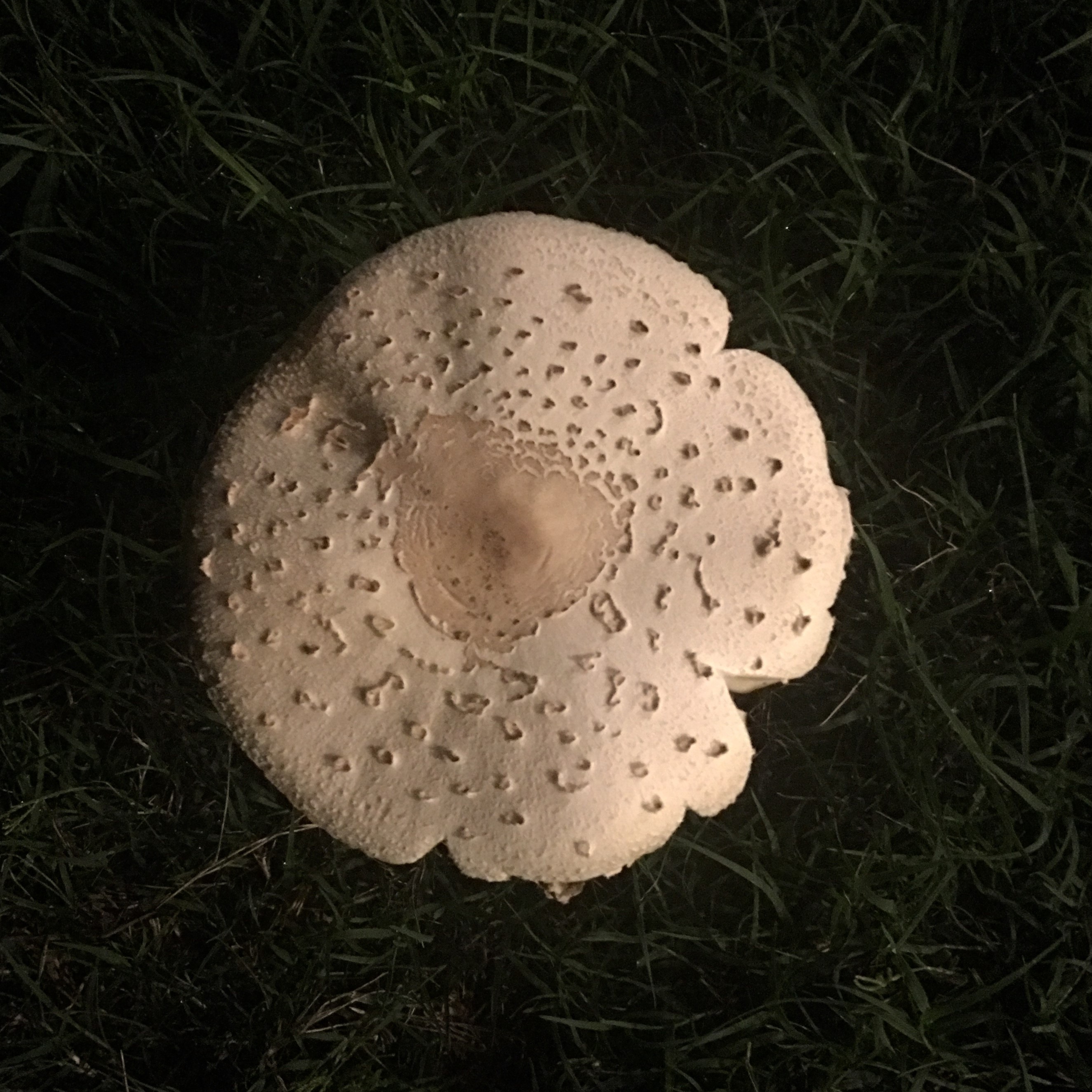 mushroom1