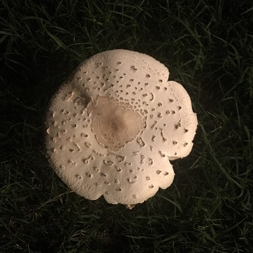 mushroom1
