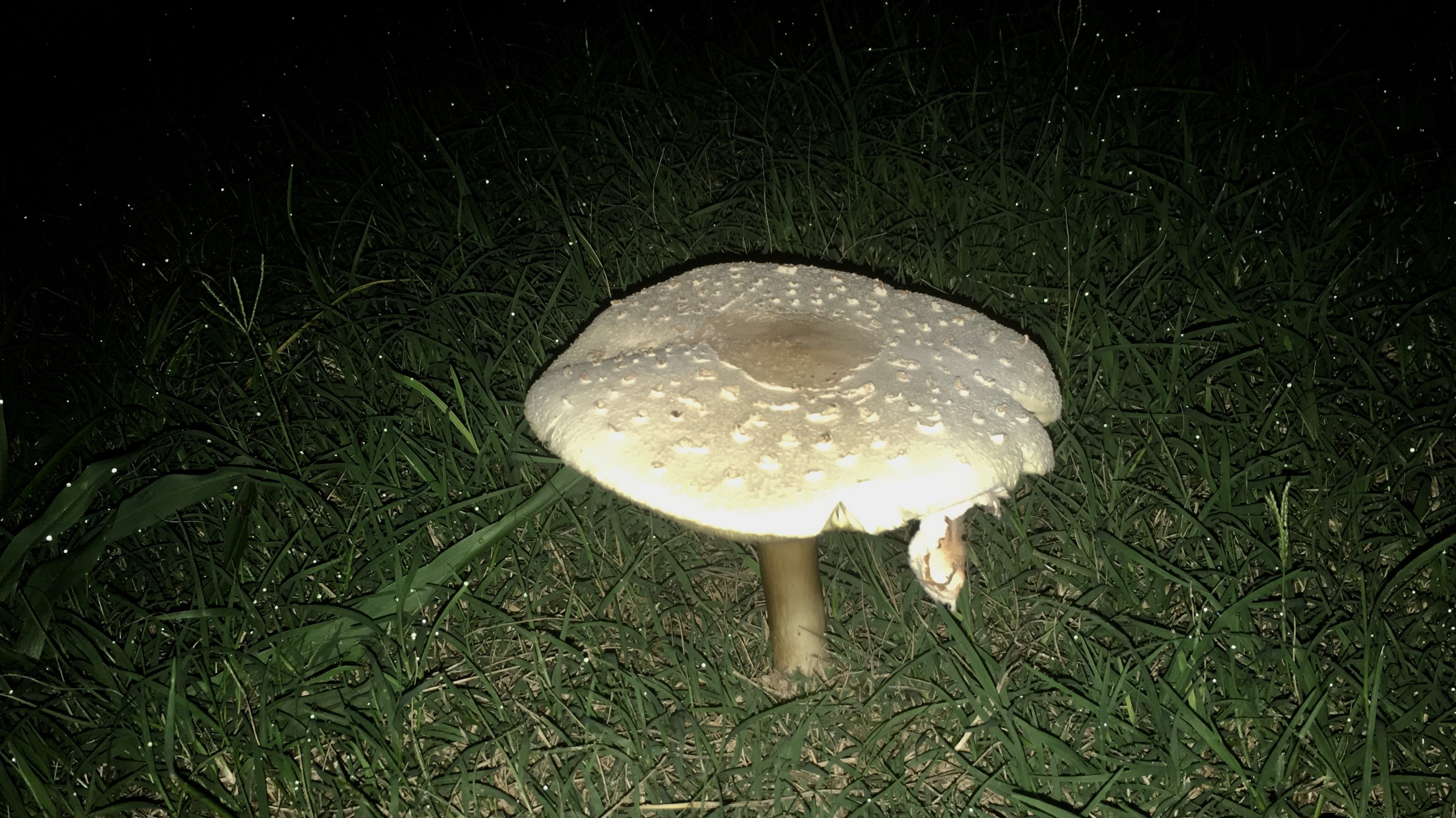 mushroom2