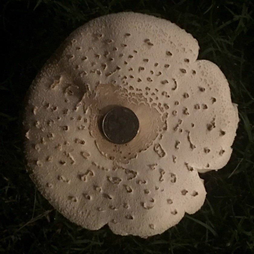 mushroom3