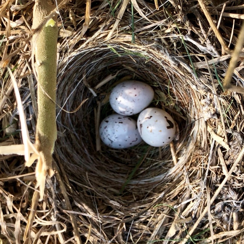 nest2