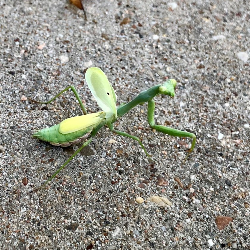 mantis