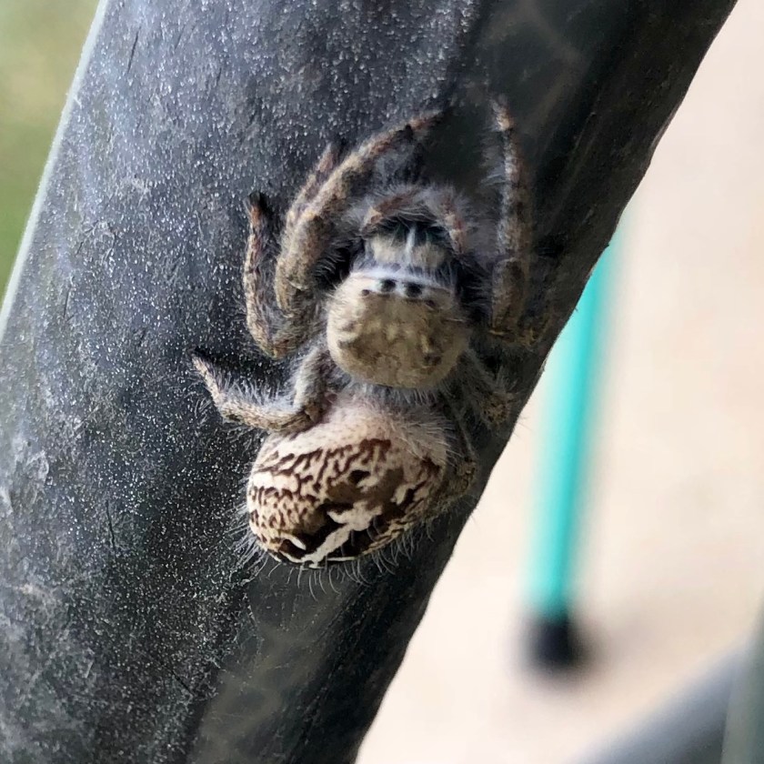 phidippus texanus