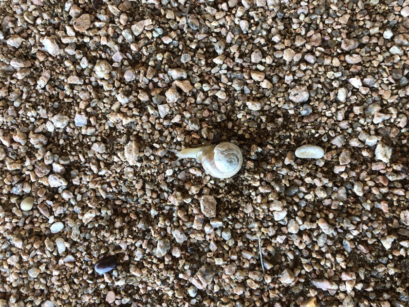 snail