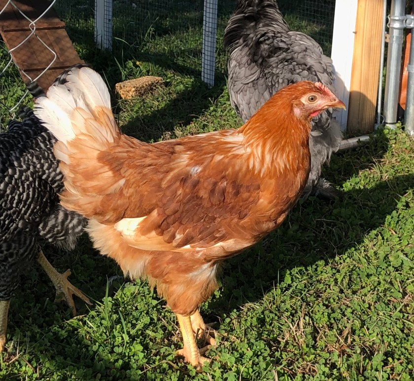 ginger-hen-genetics-the-hermits-rest