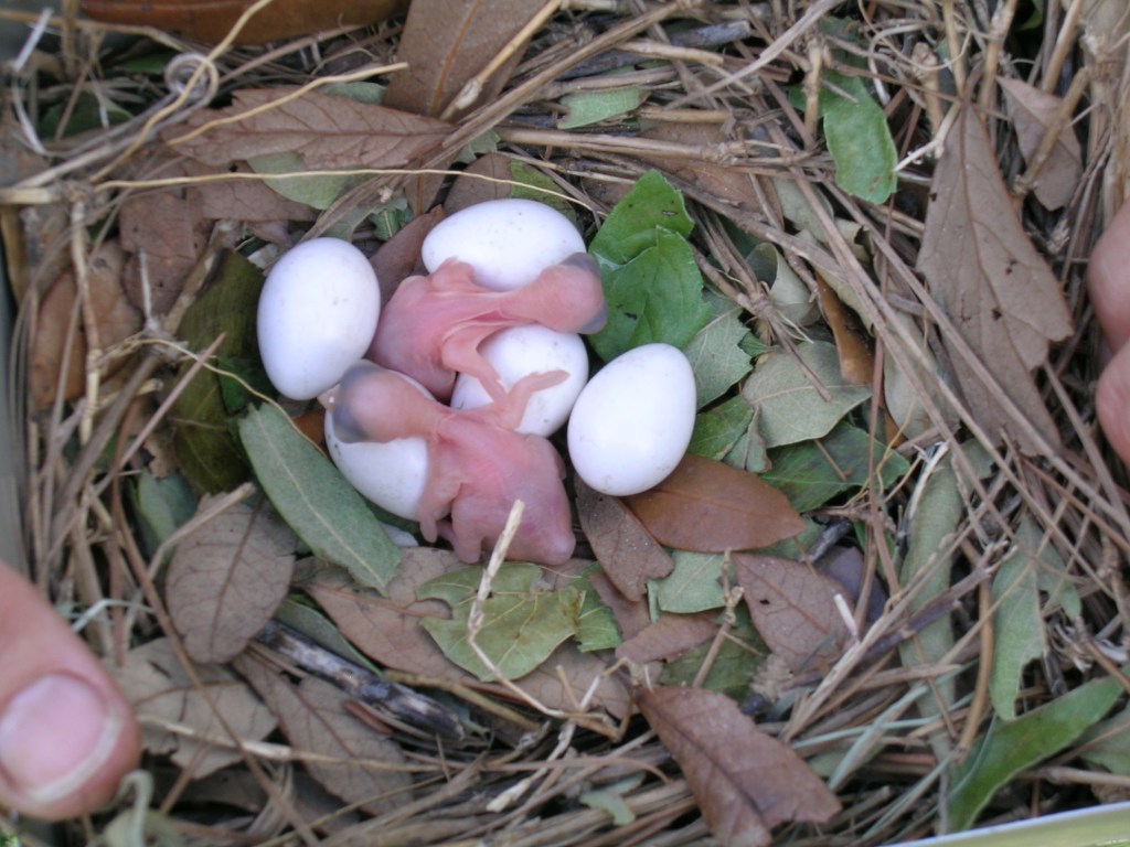 newborn purple martins