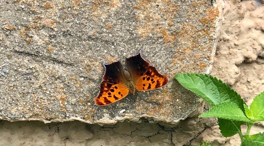 Question mark butterfly