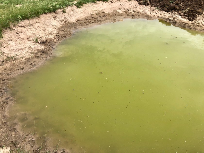 A green pond and frogs.