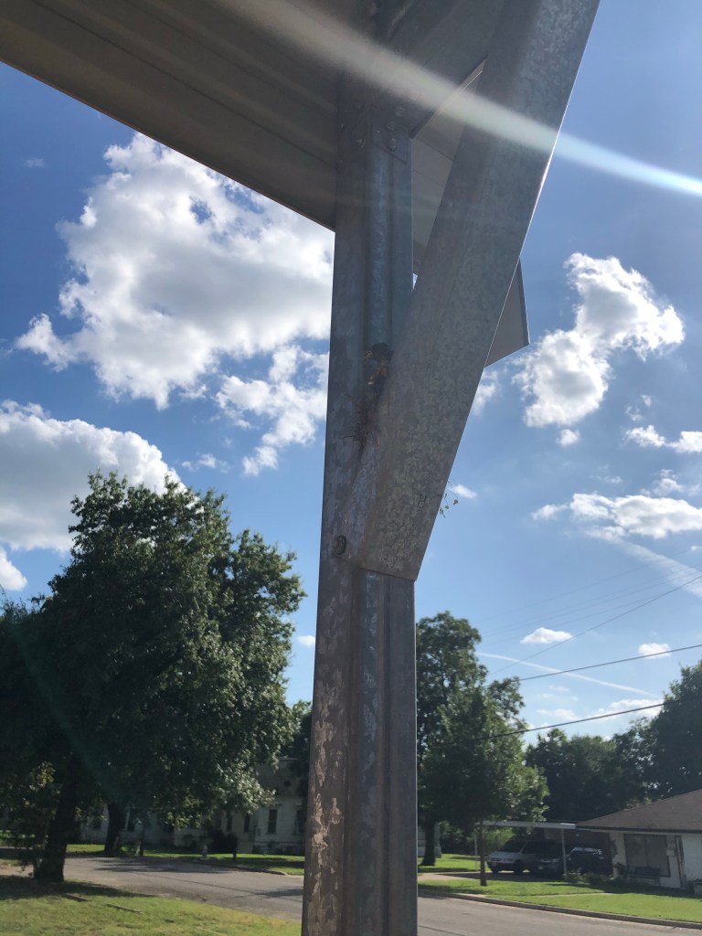 Can you see the little head?