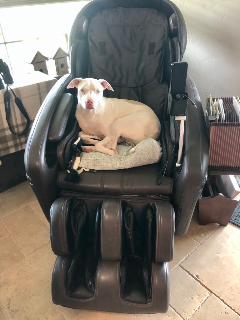 dog in massage chair