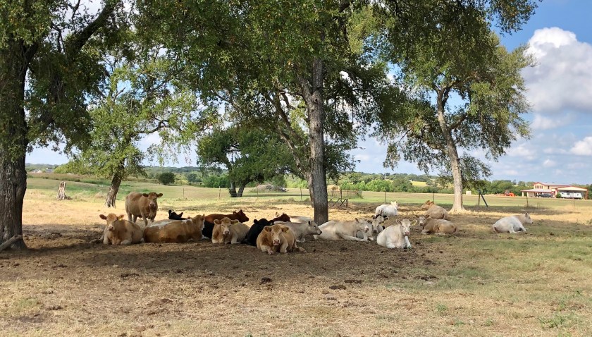 cows under a tree