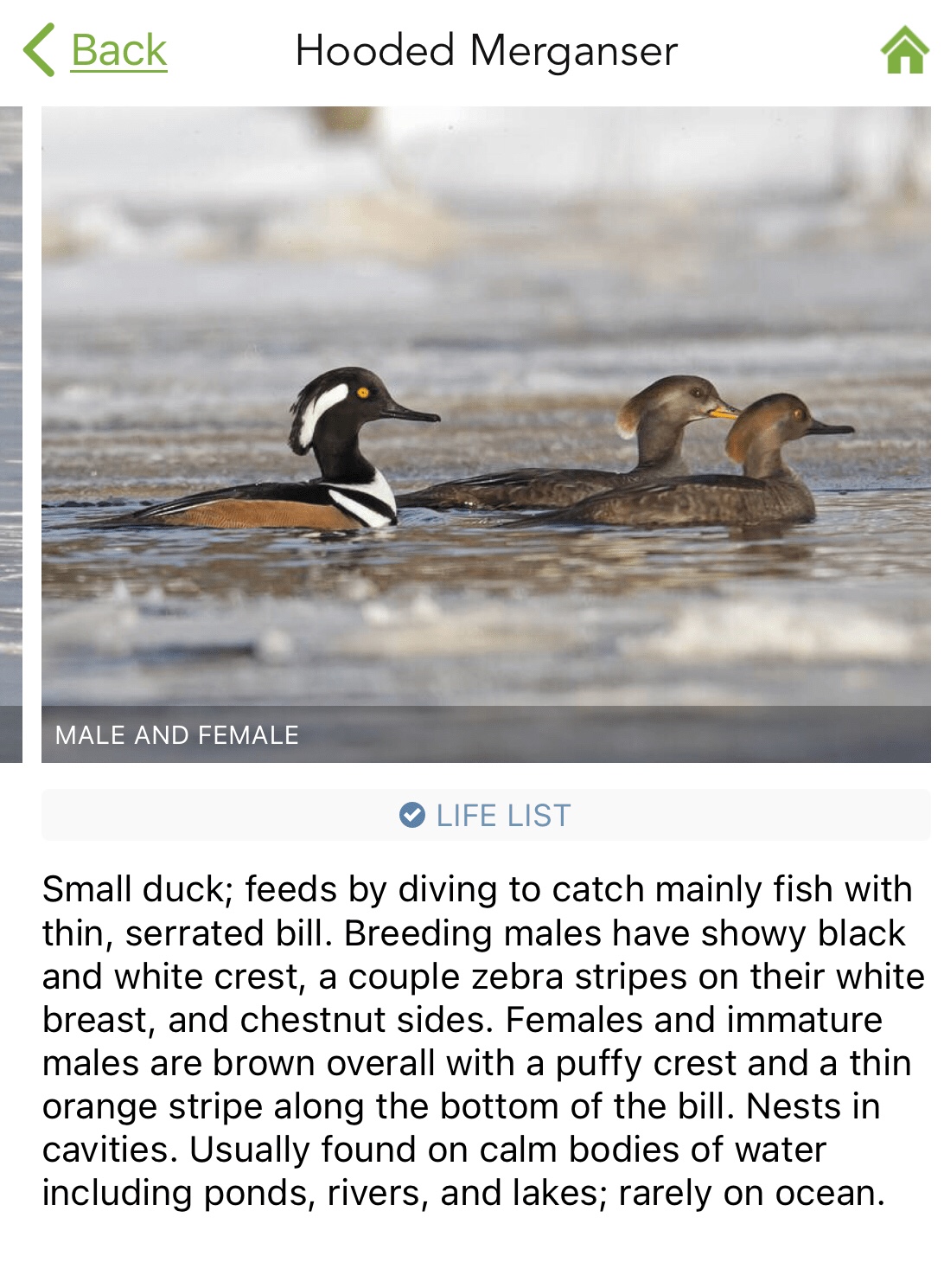 Murmur Fish Seen on a Walk: Ducks, Crawfish, Murmurations – The Hermits' Rest