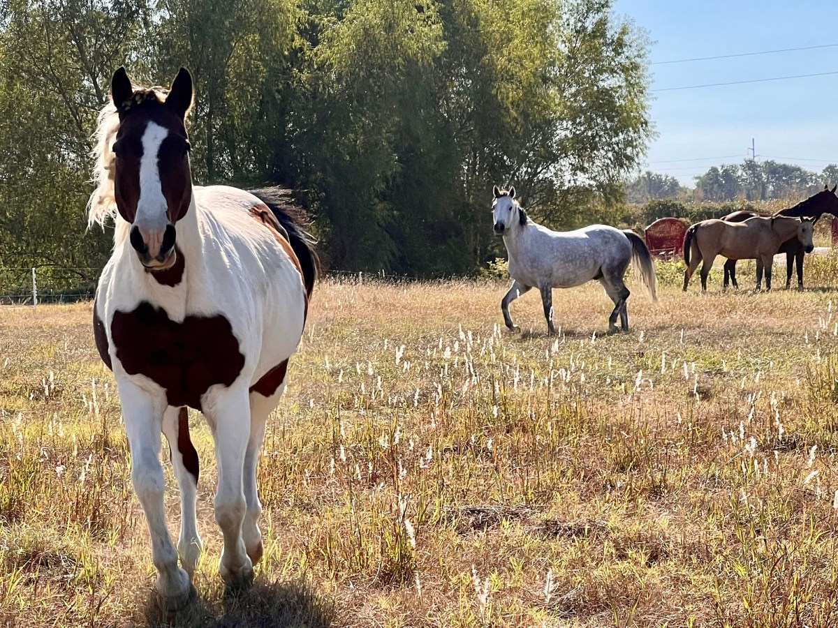 Equine Psychology WIN