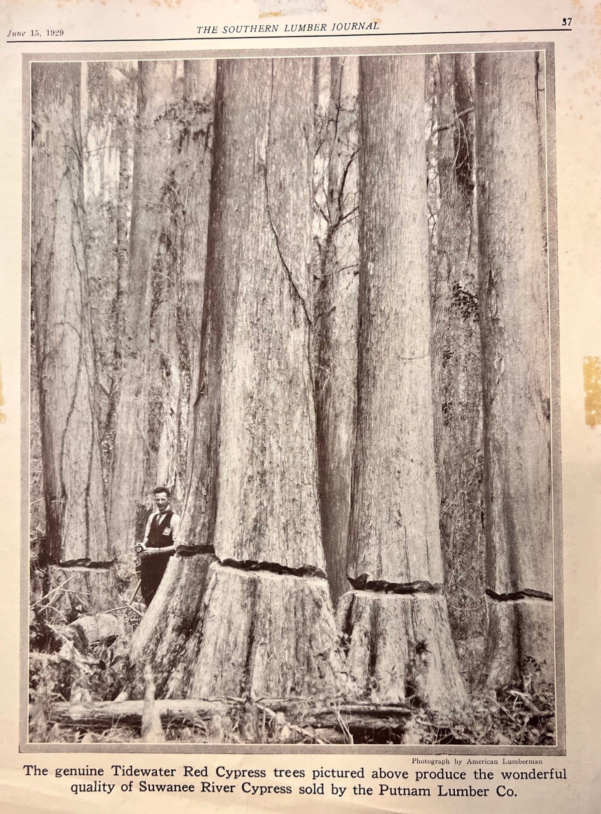 Book Report: The Power of&nbsp;Trees