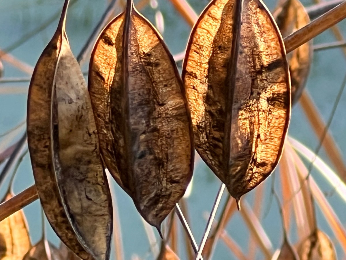 Cameras and Cacophony