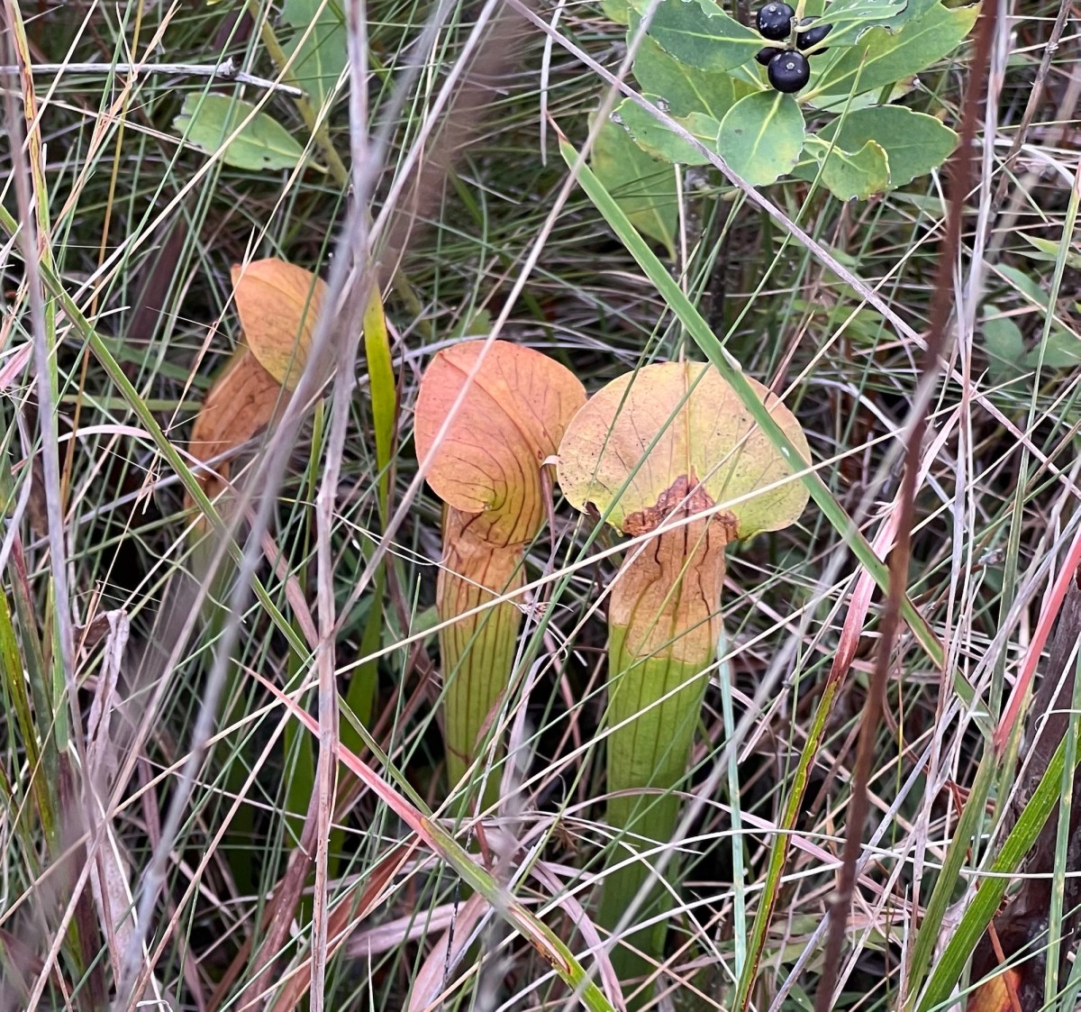 Carnivorous Plants Found