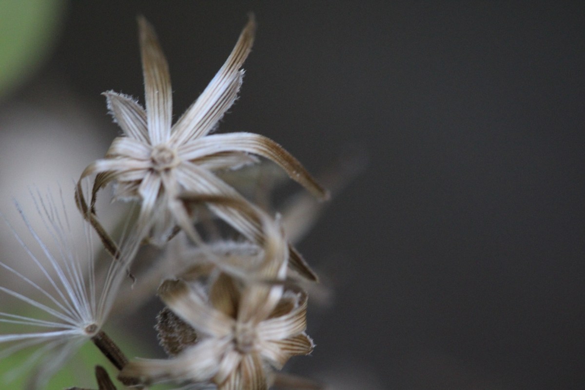 Being a Responsible&nbsp;Omnivore