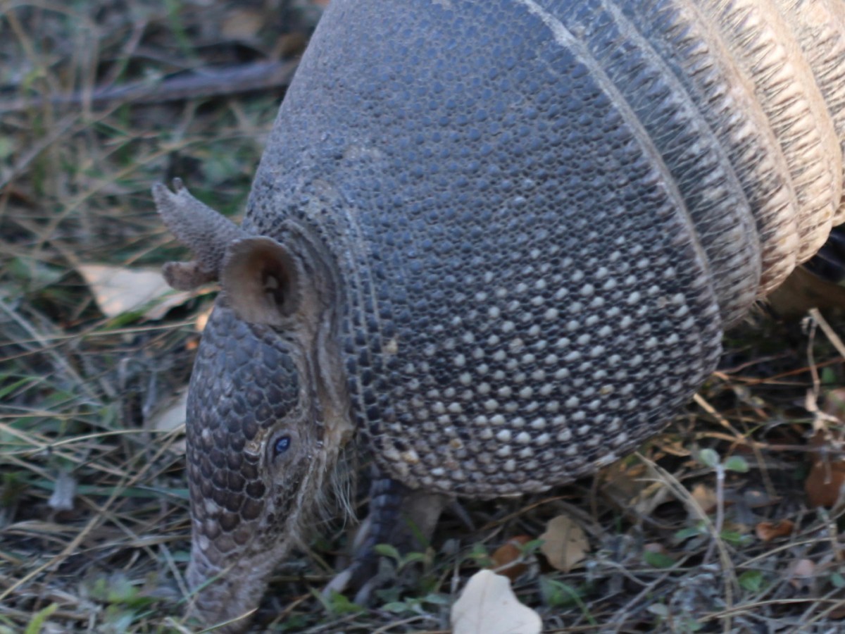 What a Year, with&nbsp;Armadillos