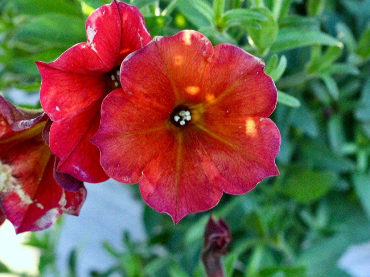 Simply Having a Wonderful&nbsp;Christmastime