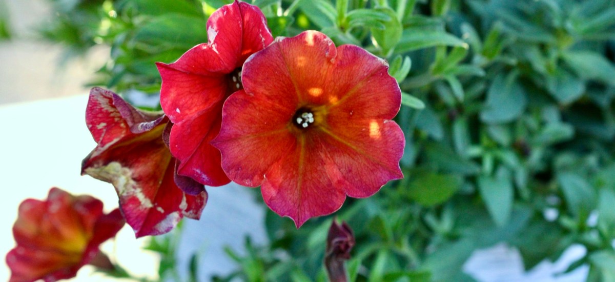 Simply Having a Wonderful&nbsp;Christmastime