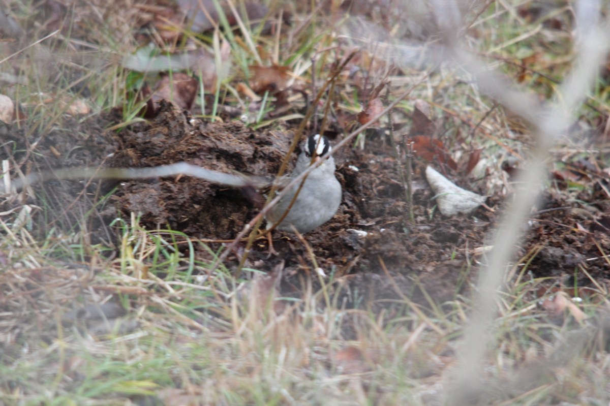 Now I Can See Those Dang&nbsp;Birds