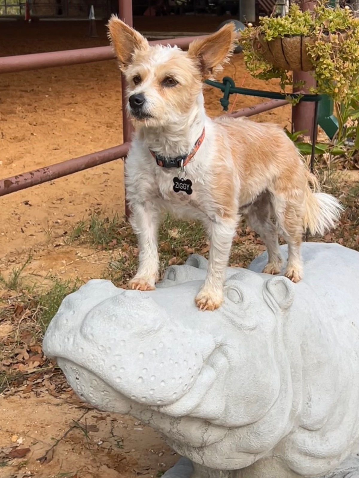 Quiet Weekend Other Than Wind, Skunks, and&nbsp;Hippos