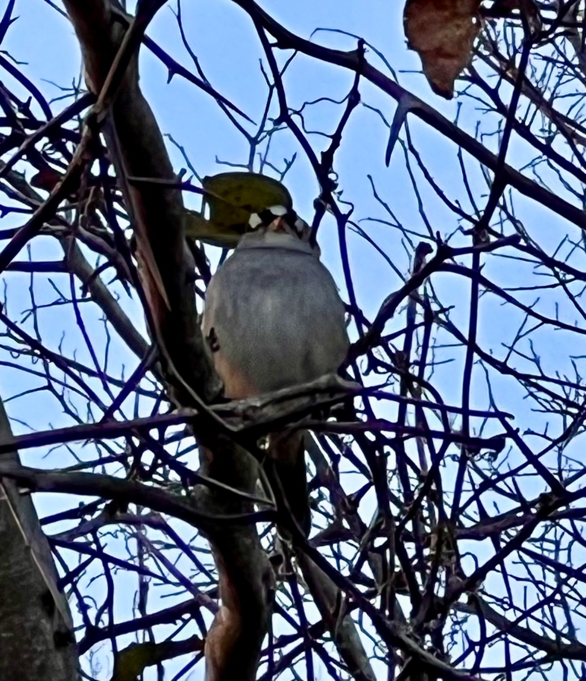Cute Birds and Bittersweet&nbsp;Memories