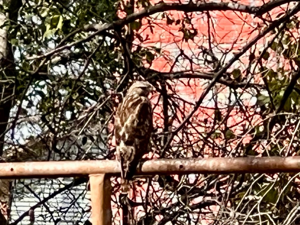 Of Blankets and&nbsp;Birds