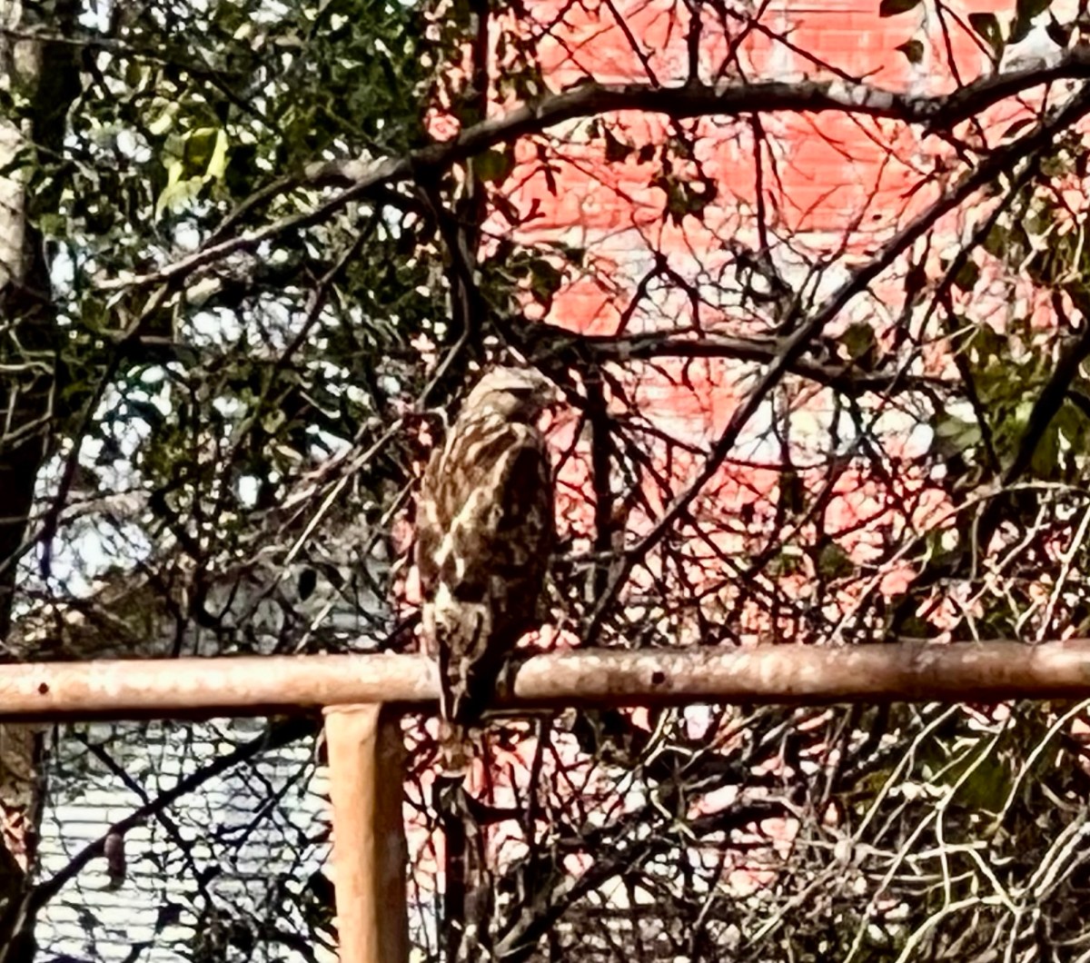 Of Blankets and&nbsp;Birds