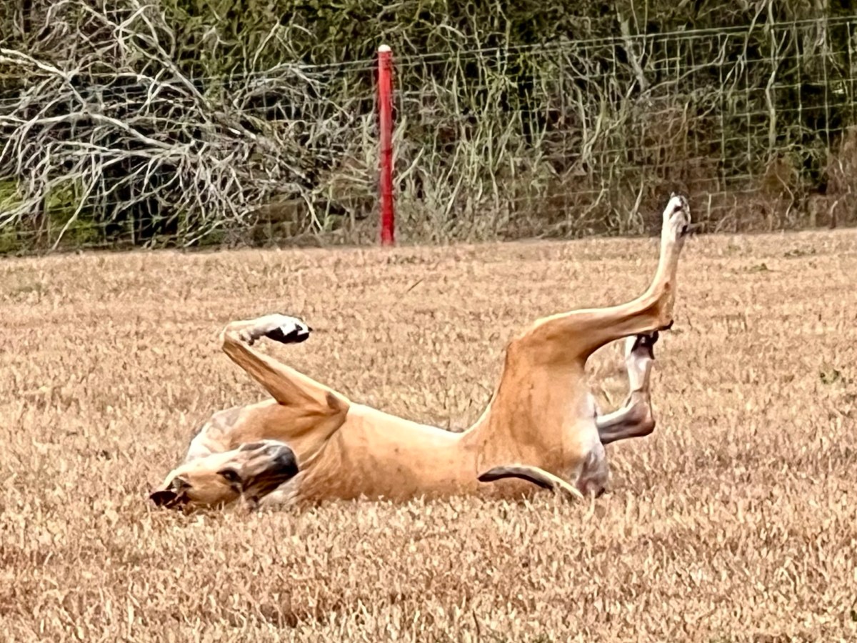 Raising a Complaint?