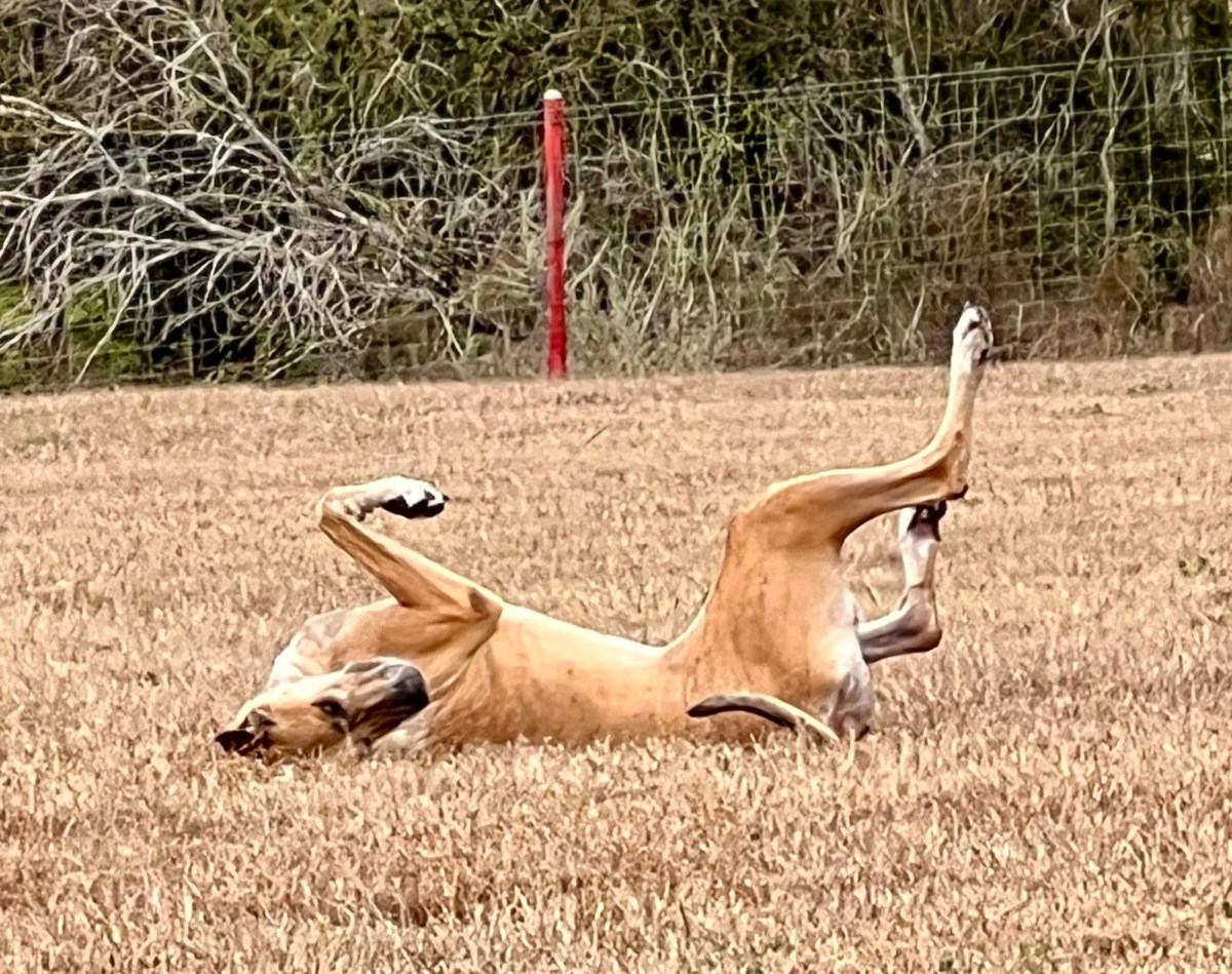 Raising a Complaint?