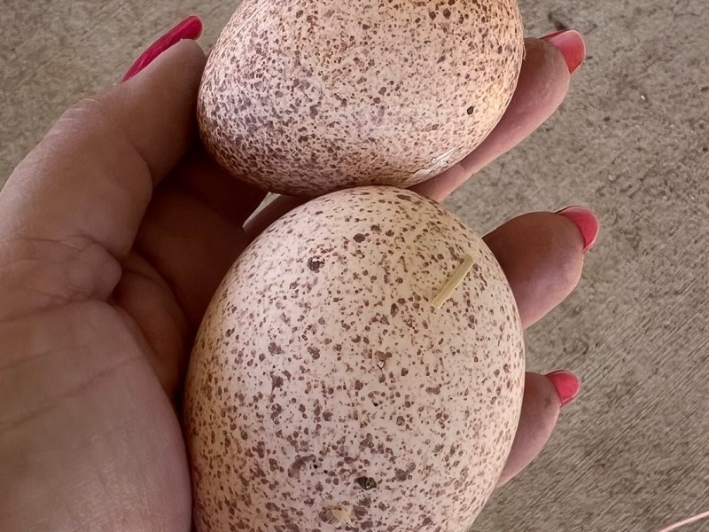 Consequences of the&nbsp;Cold