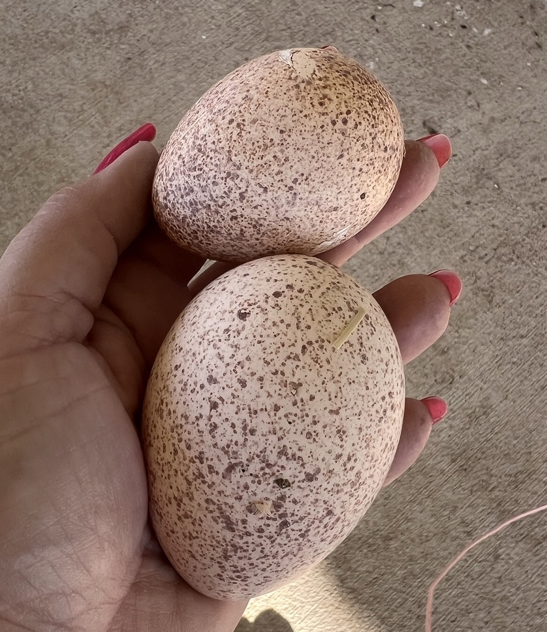 Consequences of the&nbsp;Cold