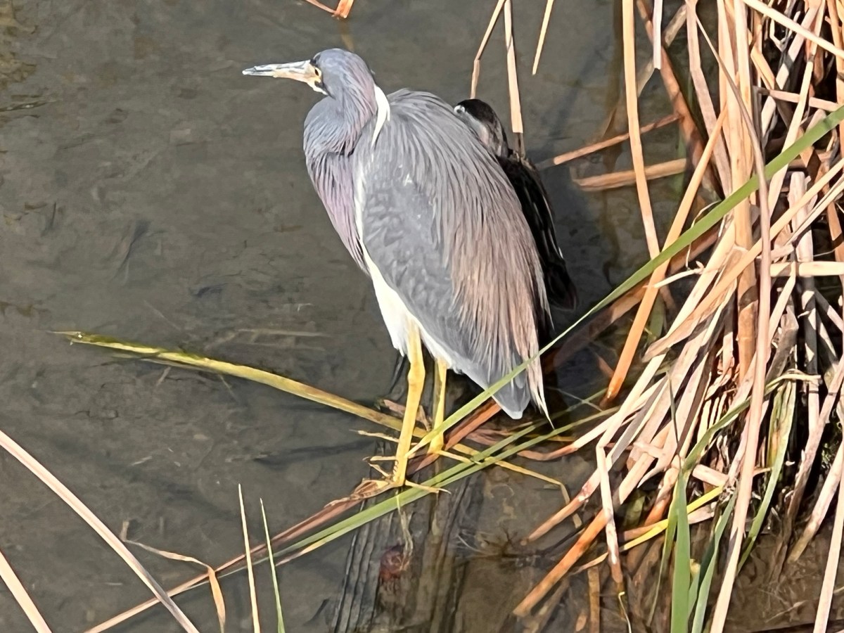 Losing Myself in&nbsp;Birds