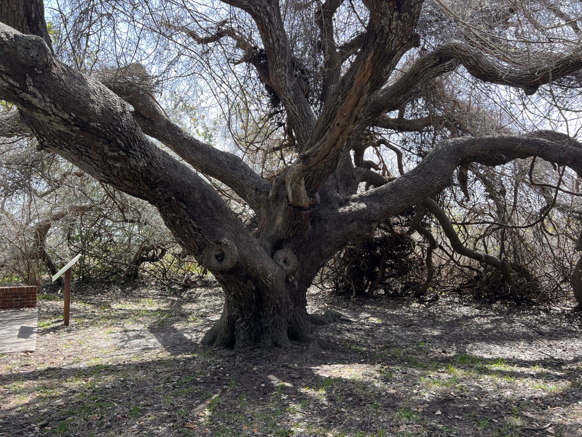Visiting Aransas National Wildlife&nbsp;Reserve