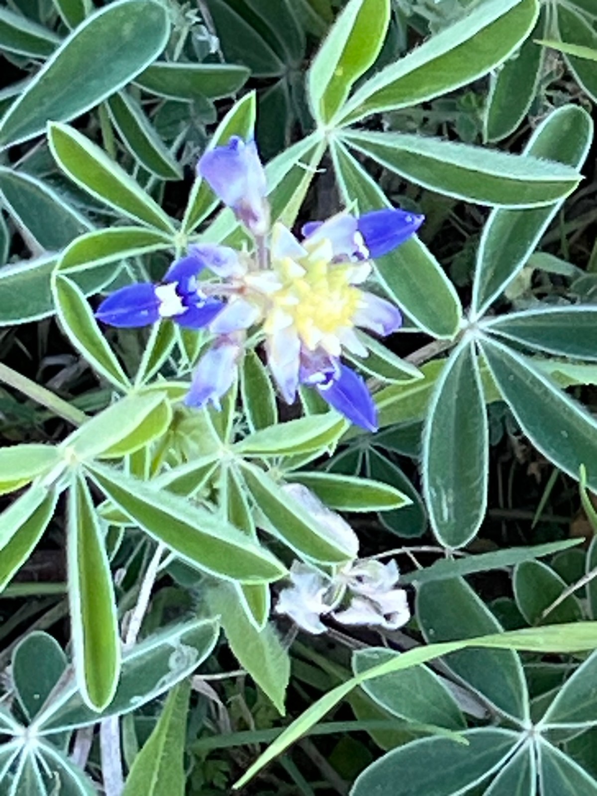 Stress Levels Plummet