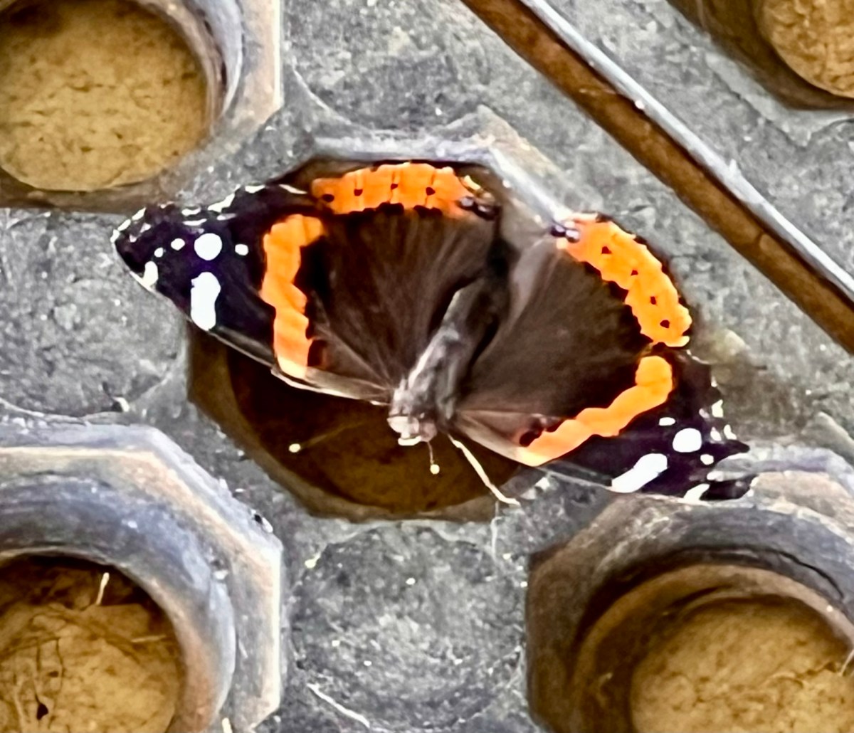 Recuperating and Resting