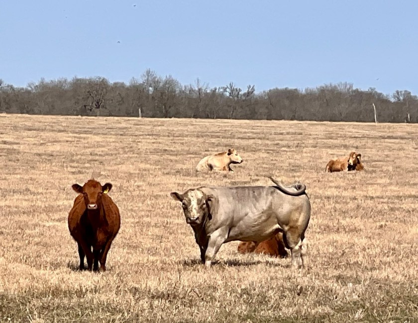 cattle