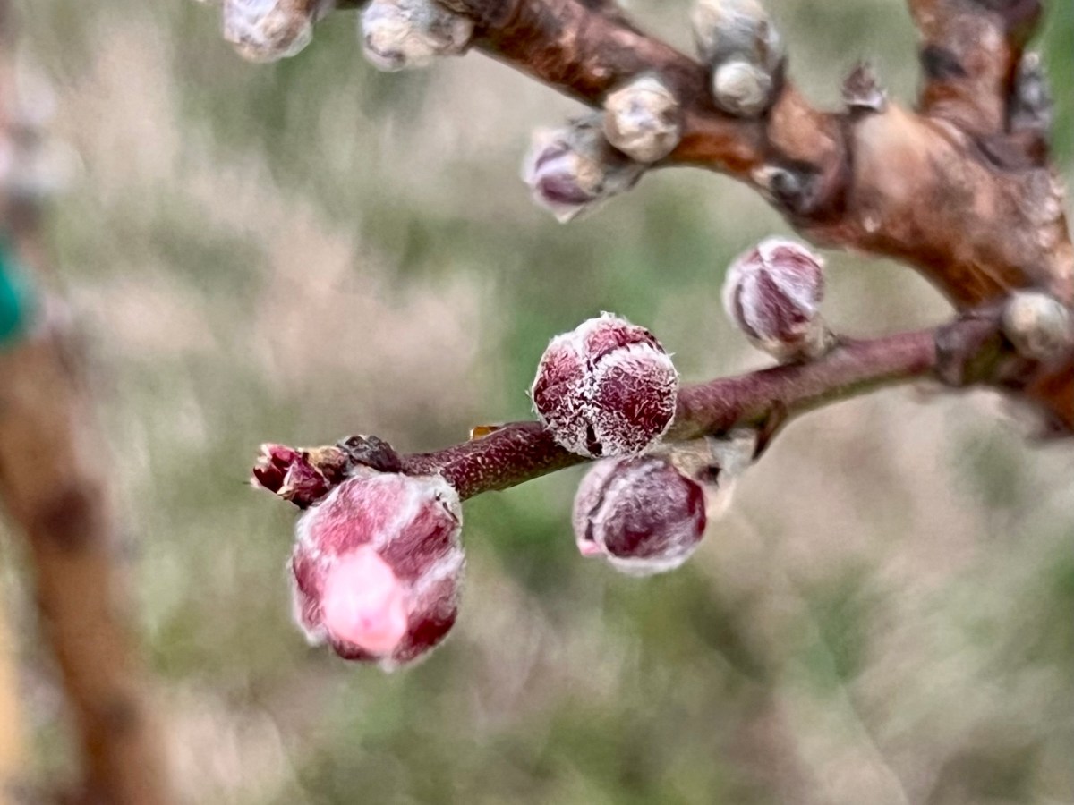 Creatures of Habit, Bovine&nbsp;Edition